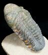 Large Reedops Trilobite on Pedestal - #6924-1